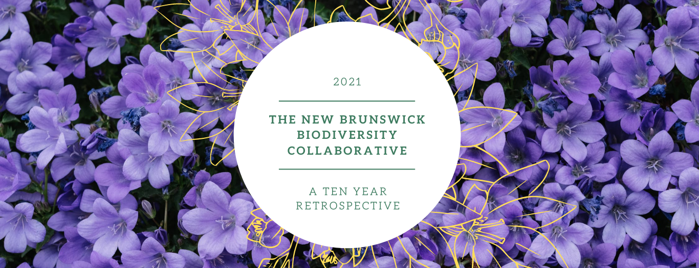 Carousel Biodiversity 10 Year Retrospective EN